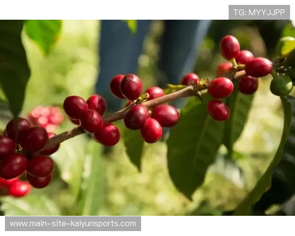 安提瓜打造特色运动+文化旅游品牌，安提瓜的食物